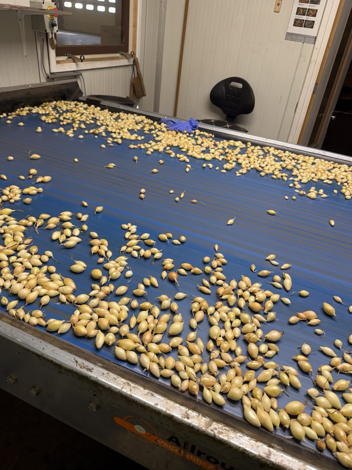 Onion sets sorting