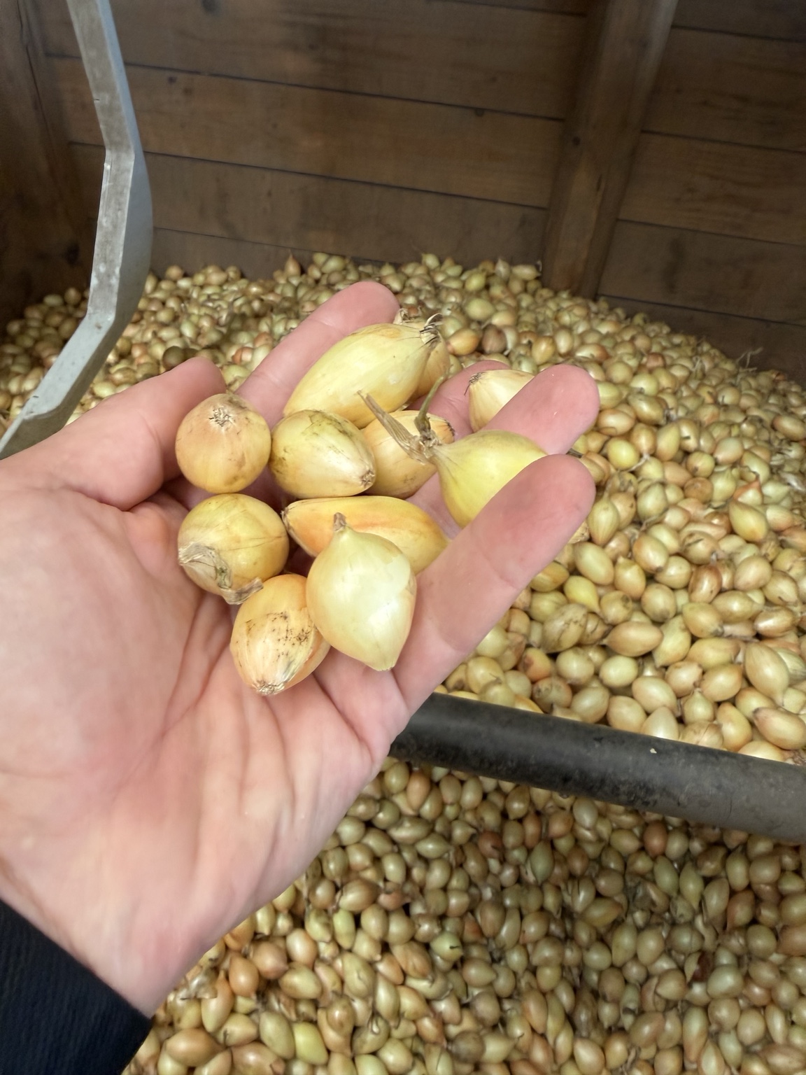 Onion sets quality check