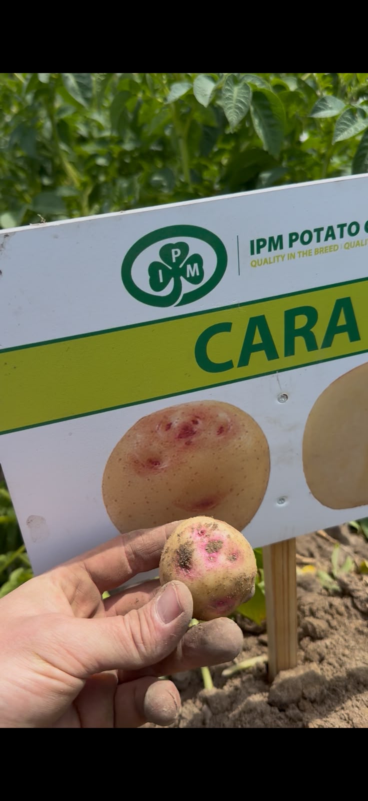 Cara seed potato IPM