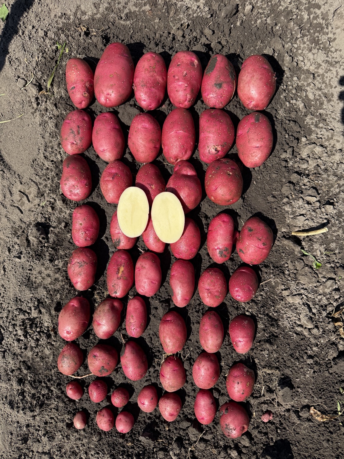 Seed potatoes