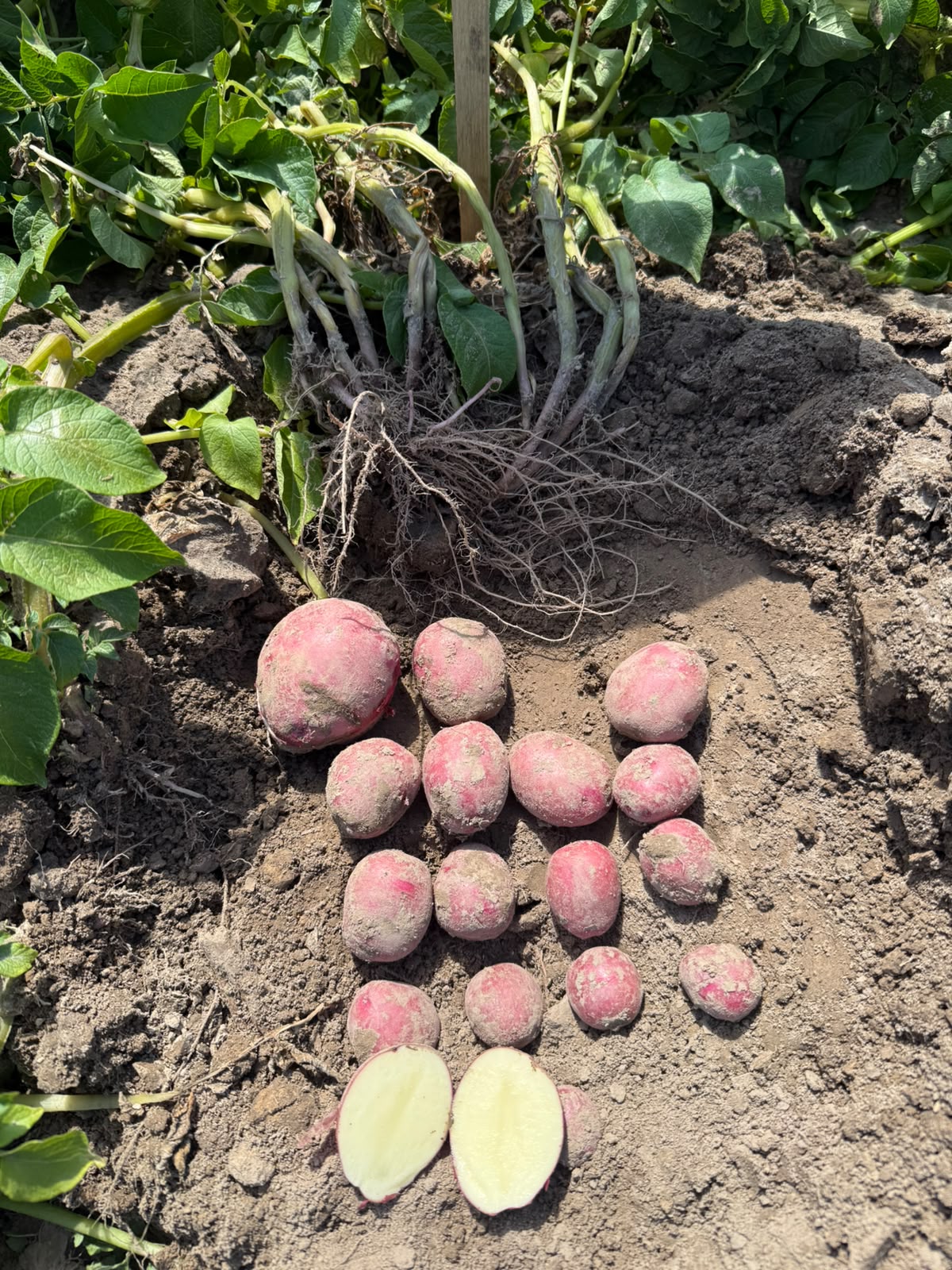 Seed potatoes field inspection