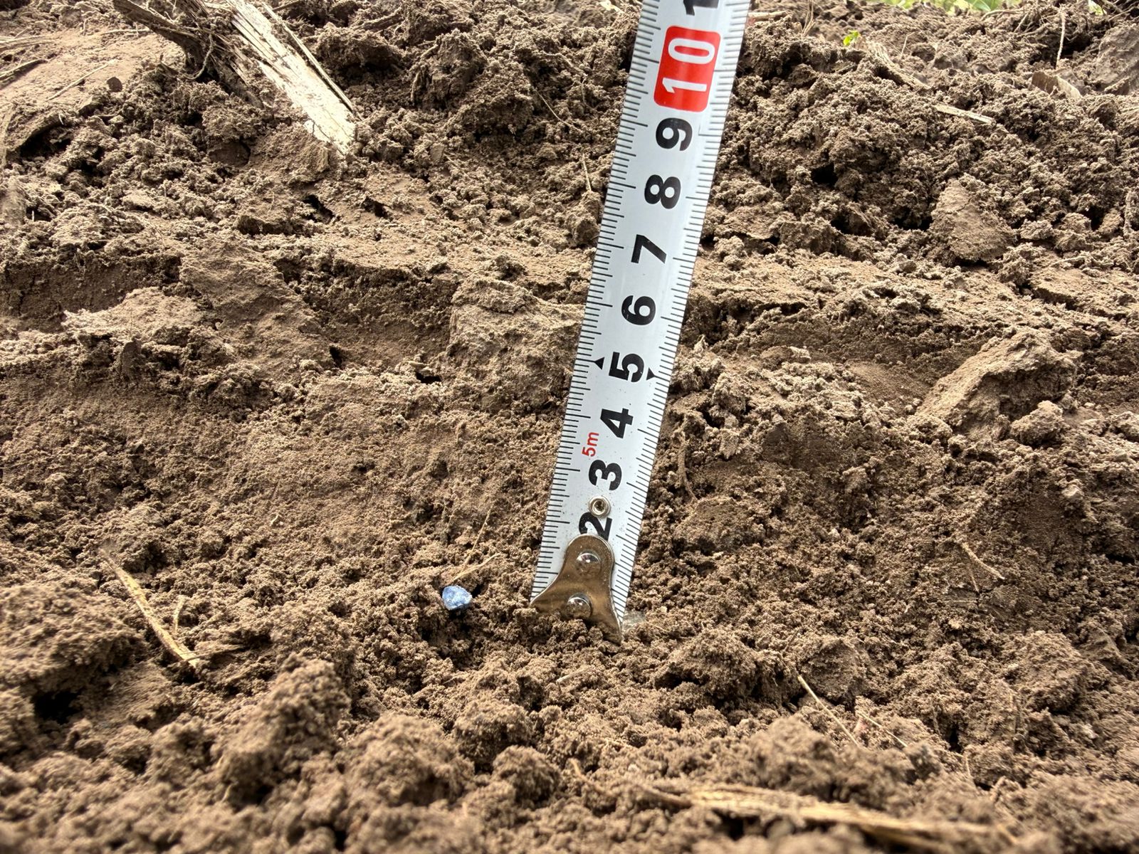 Sunflower sowing depth check
