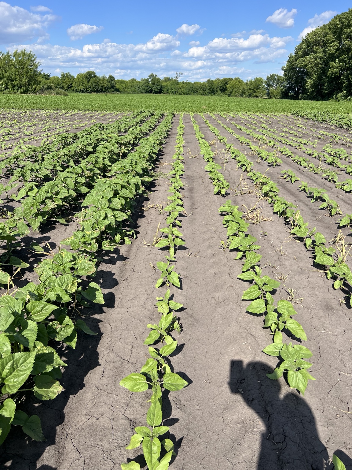 Sunflower field trial