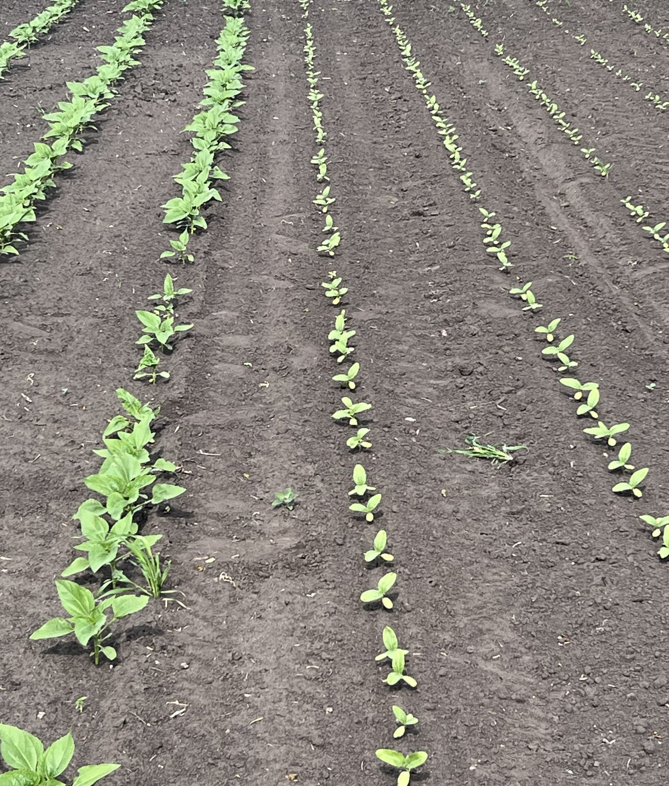 Sunflower emergence