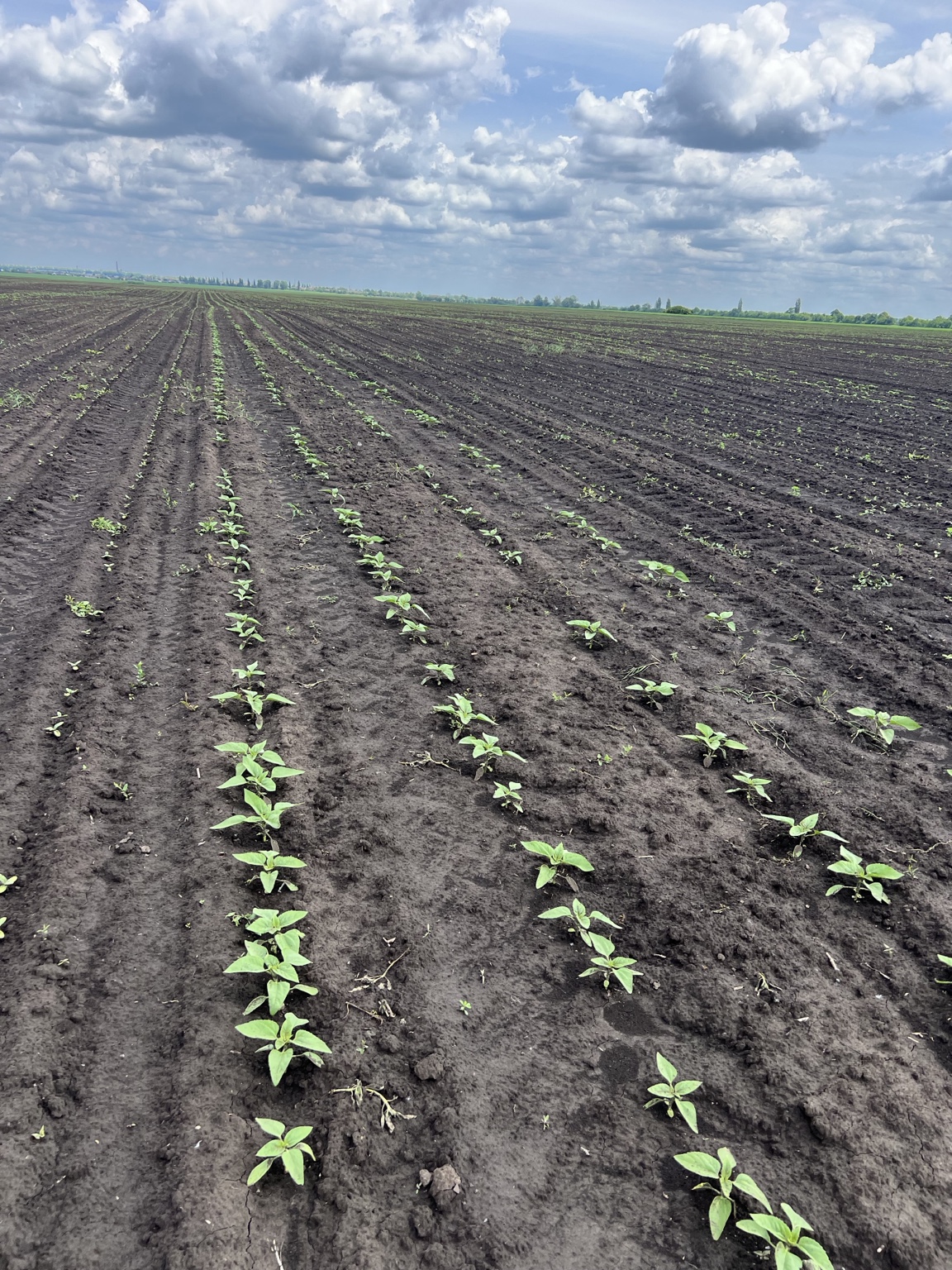 Sunflower field rows