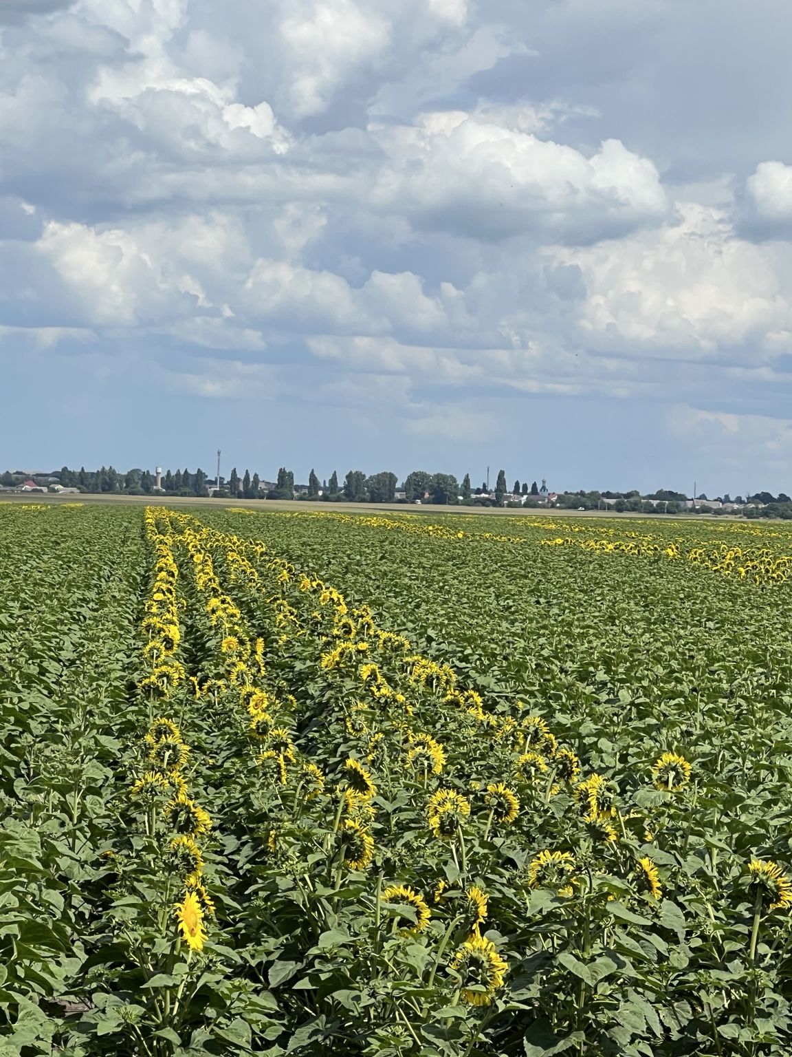 Sunflower flowering field
