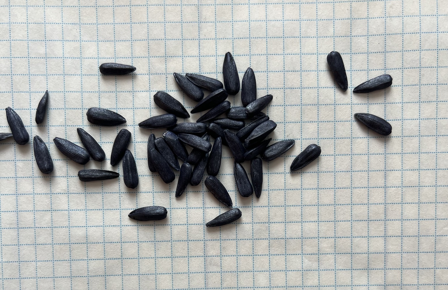 Sunflower seeds