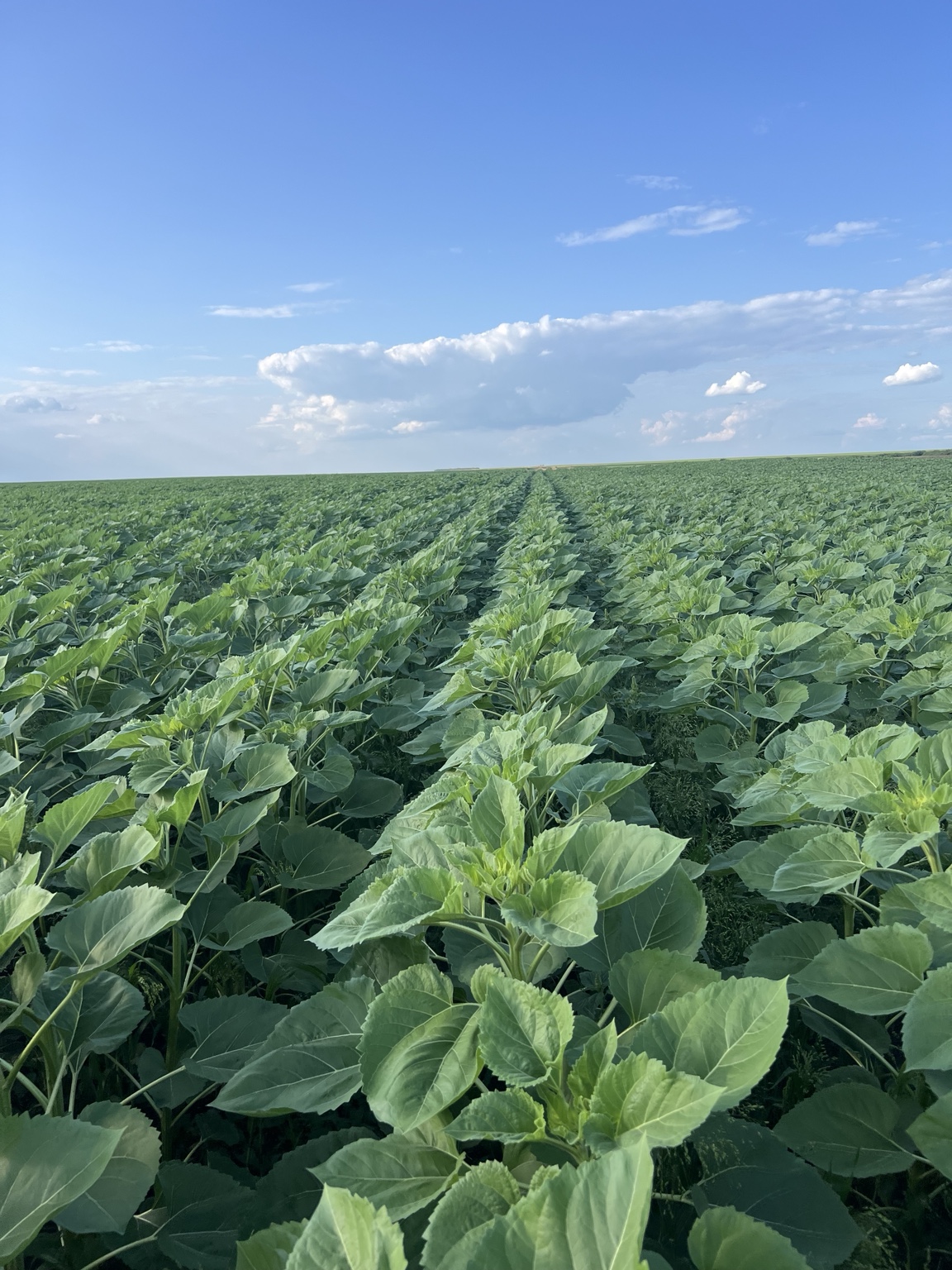 Sunflower crop field