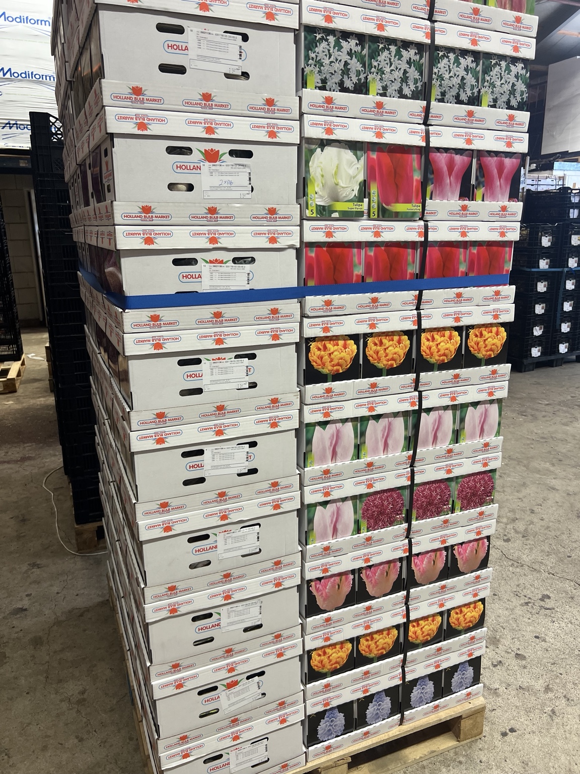Tulip bulb pallet