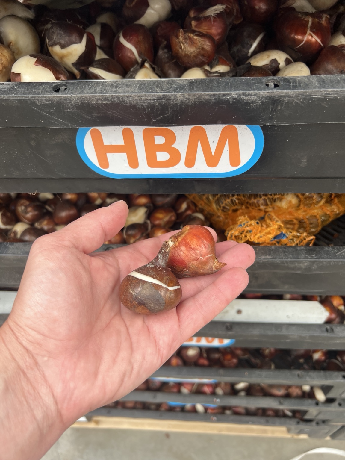 Tulip bulbs quality check